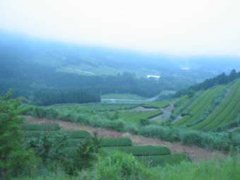 日本茶 お茶 煎茶 茶葉 知覧茶 200g ×10袋セット