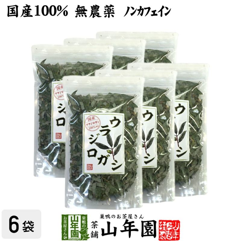 国産 100%】ウラジロガシ茶 100g×6袋セット 宮崎県産 ノンカフェイン