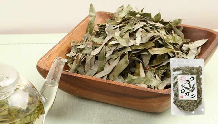 【国産 100%】ウラジロガシ茶 100g×6袋セット 宮崎県産 ノンカフェイン 無農薬