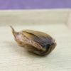 【国産 無農薬 100%】黒にんにく 50g×10袋セット 宮崎県産